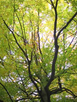 Park wiejski w Toporzyku 