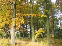 Park wiejski w Dobinie