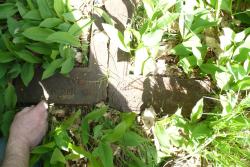 Cmentarz w Borzęcinie