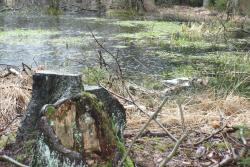 Tereny leśnictwa Kołacz