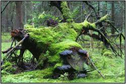 Tereny leśnictwa Kołacz