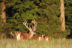 Jeleń szlachetny - byk, fot.Ryszard Czaplewski
