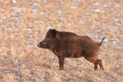 Dzik, fot.Ryszard Czaplewski