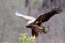 Bielik, fot.Ryszard Czaplewski