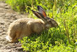 Zając szarak, fot.Ryszard Czaplewski