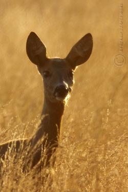 Sarna europejska - koza, fot.Ryszard Czaplewski