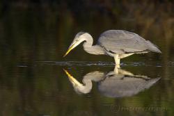 Czapla siwa , fot.Ryszard Czaplewski