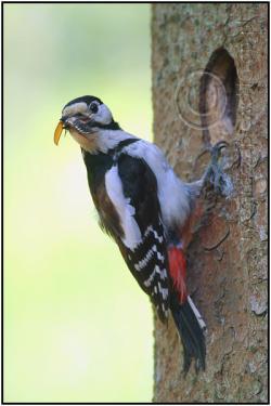 Dzięcioł duży , fot.Ryszard Czaplewski